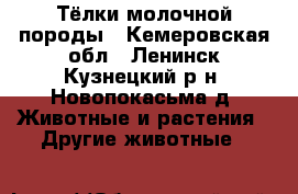 Тёлки молочной породы - Кемеровская обл., Ленинск-Кузнецкий р-н, Новопокасьма д. Животные и растения » Другие животные   